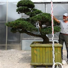 Pinus pentaphylla, Gartenbonsai Y9 - 130