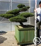 Mädchen-Kiefer - Pinus pentaphylla