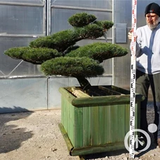 Pinus pentaphylla, Gartenbonsai NP22 - 80