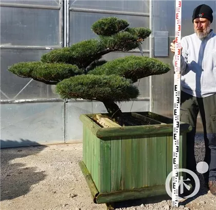 Mädchen-Kiefer - Pinus pentaphylla