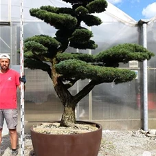 Pinus pentaphylla, Gartenbonsai K24 - 230