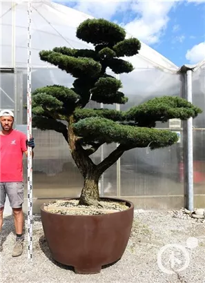 Mädchen-Kiefer - Pinus pentaphylla