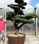 Mädchen-Kiefer - Pinus pentaphylla