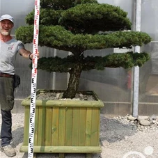 Pinus pentaphylla, Gartenbonsai Y8 - 110