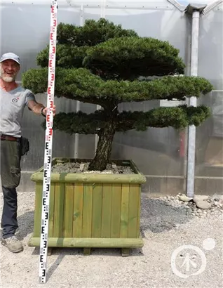 Mädchen-Kiefer - Pinus pentaphylla