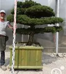 Mädchen-Kiefer - Pinus pentaphylla