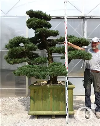 Mädchen-Kiefer - Pinus pentaphylla