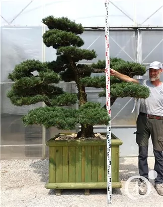 Mädchen-Kiefer - Pinus pentaphylla