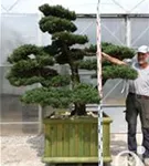 Mädchen-Kiefer - Pinus pentaphylla