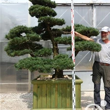 Pinus pentaphylla, Gartenbonsai Y5 - 200