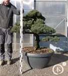 Mädchen-Kiefer - Pinus pentaphylla