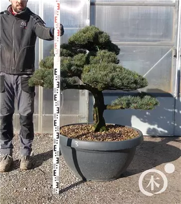 Mädchen-Kiefer - Pinus pentaphylla