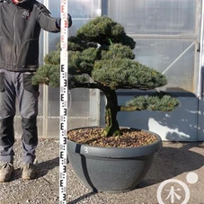 Pinus pentaphylla, Gartenbonsai YT28n3 - 90