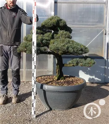 Mädchen-Kiefer - Pinus pentaphylla