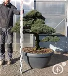 Mädchen-Kiefer - Pinus pentaphylla