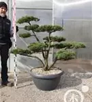 Mädchen-Kiefer - Pinus pentaphylla