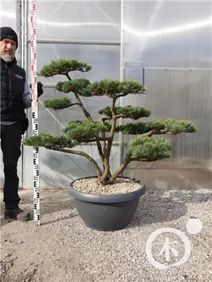 Mädchen-Kiefer - Pinus pentaphylla