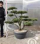 Mädchen-Kiefer - Pinus pentaphylla