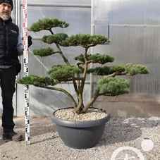 Pinus pentaphylla, Gartenbonsai NPcz - 110