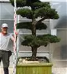 Mädchen-Kiefer - Pinus pentaphylla