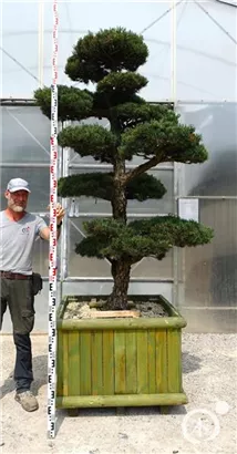 Mädchen-Kiefer - Pinus pentaphylla