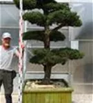 Mädchen-Kiefer - Pinus pentaphylla