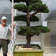 Pinus pentaphylla, Gartenbonsai Y3 - 260