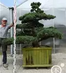 Mädchen-Kiefer - Pinus pentaphylla
