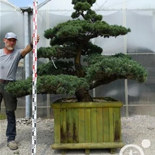 Pinus pentaphylla, Gartenbonsai Y6 - 130