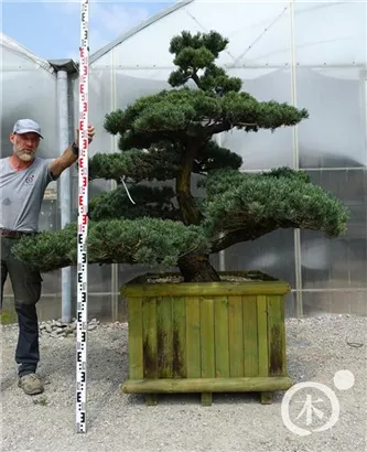 Mädchen-Kiefer - Pinus pentaphylla
