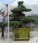 Mädchen-Kiefer - Pinus pentaphylla