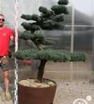 Mädchen-Kiefer - Pinus pentaphylla