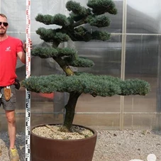Pinus pentaphylla, Gartenbonsai YMn7 - 160