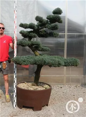 Mädchen-Kiefer - Pinus pentaphylla