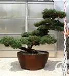 Mädchen-Kiefer - Pinus pentaphylla