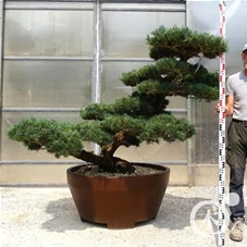 Pinus pentaphylla, Gartenbonsai Y1 - 120