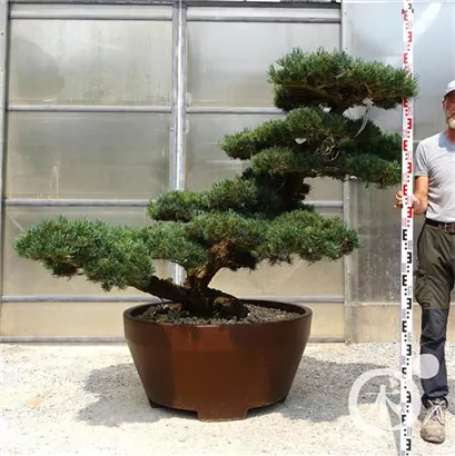 Mädchen-Kiefer - Pinus pentaphylla