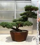 Mädchen-Kiefer - Pinus pentaphylla