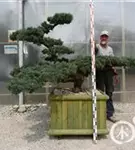 Mädchen-Kiefer - Pinus pentaphylla