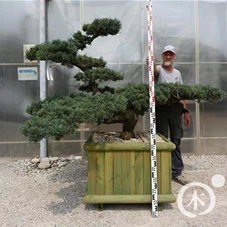 Pinus pentaphylla, Gartenbonsai Y10 - 110