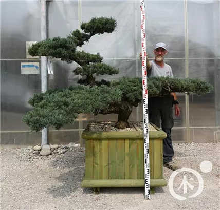 Mädchen-Kiefer - Pinus pentaphylla