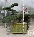 Mädchen-Kiefer - Pinus pentaphylla