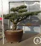 Mädchen-Kiefer - Pinus pentaphylla