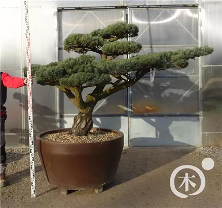 Mädchen-Kiefer - Pinus pentaphylla