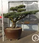 Mädchen-Kiefer - Pinus pentaphylla