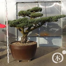 Pinus pentaphylla, Gartenbonsai YT3 - 210