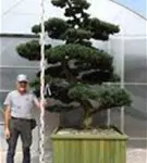Mädchen-Kiefer - Pinus pentaphylla