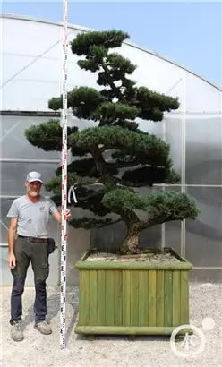 Mädchen-Kiefer - Pinus pentaphylla