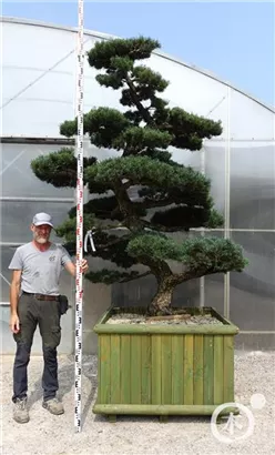 Mädchen-Kiefer - Pinus pentaphylla