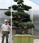 Mädchen-Kiefer - Pinus pentaphylla